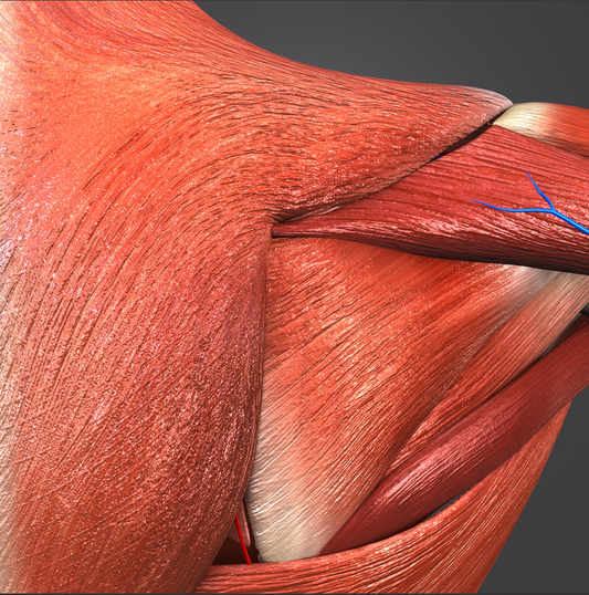 Adding Muscle To The Shoulder And Everywhere Else